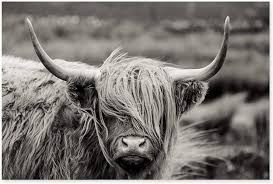 Affiches Écossaises Highland - Élégance et Style