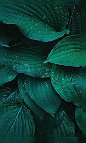 Papier peint 4K couleur teal HD - Transformez votre espace