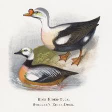 Impression Célèbre d'Alexander pour une Décoration Élégante